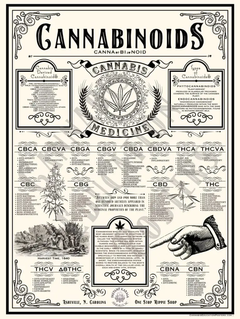 Cannabinoid Education Poster