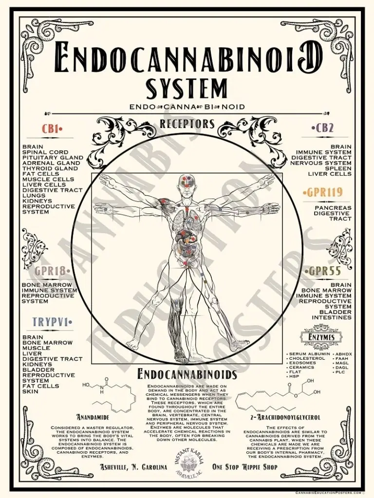 Endocannabinoid System Education Poster